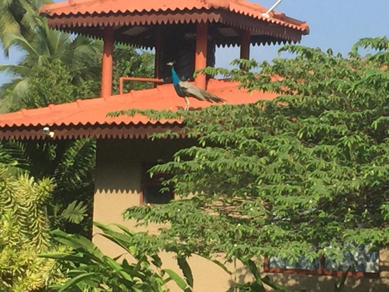Mass Eco Cabana Yoga & Spa - أونا واتونا المظهر الخارجي الصورة